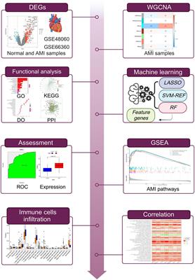 Machine learning-based integration develops biomarkers initial the crosstalk between inflammation and immune in acute myocardial infarction patients